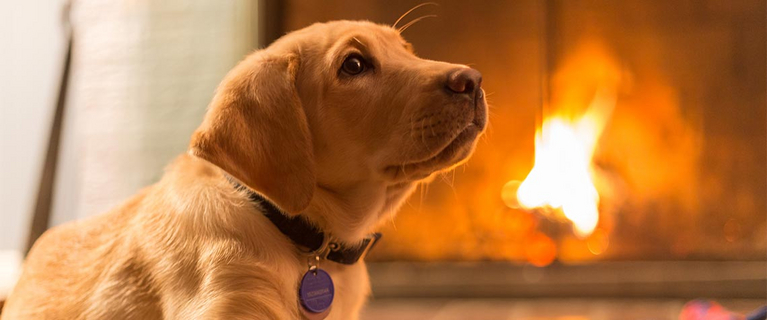 Dogs etc. in your holiday property