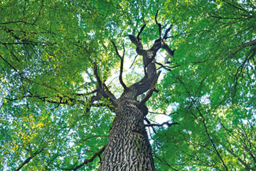 Ferienwohnung kaufen Kellenhusen Ostsee Wald