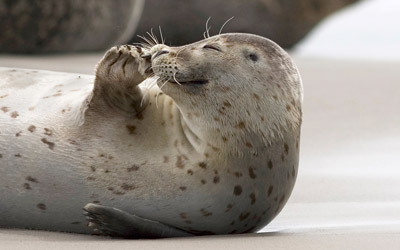 Buy house Tossens North Sea Seal