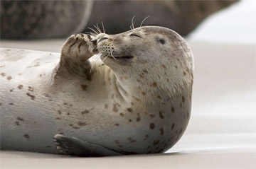Buy holiday flat North Sea seal station