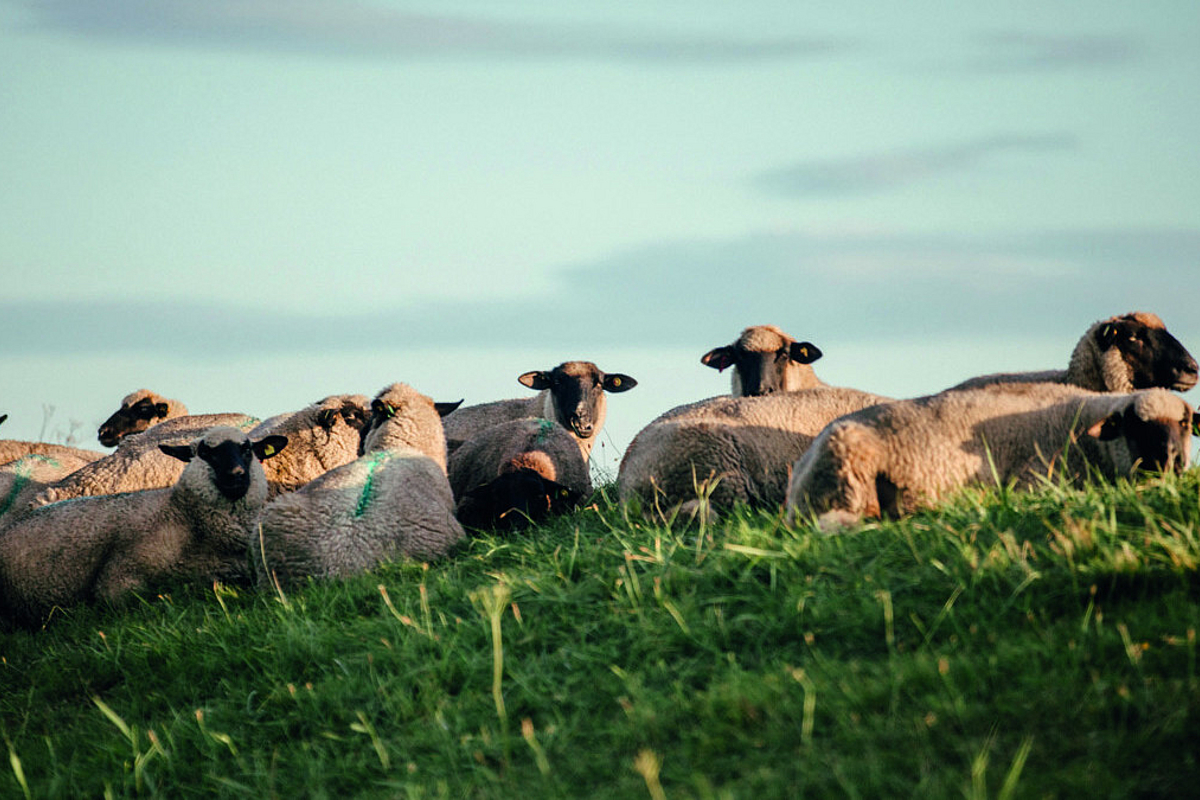Haus Kauf 18442 Groß Kordshagen Natur und Ruhe in der Boddenlandschaft