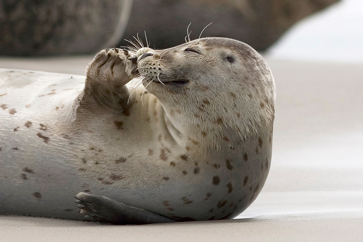 Wohnung Kauf 26553 Dornum Seehunde in Dornum